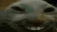 xdd.gif
