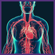 QUIZ - Anatomia
