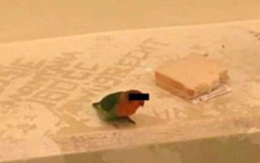 image.png.49224631da5aec2606e54fd58e6ecc8a.png