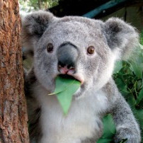 KoalaJeef
