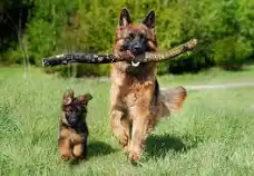 image.webp.994dc572e570dbfc5bab9ea4b227b129.webp