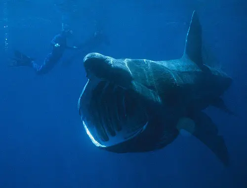 790px-Basking_Shark_max.webp.db72ba285a8f3d72a40d4b5e0cab339f.webp