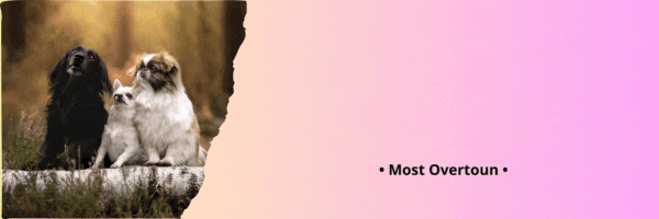 Mostps(1).gif.7e1dfea0ddbcd3e227978f983674828b.gif