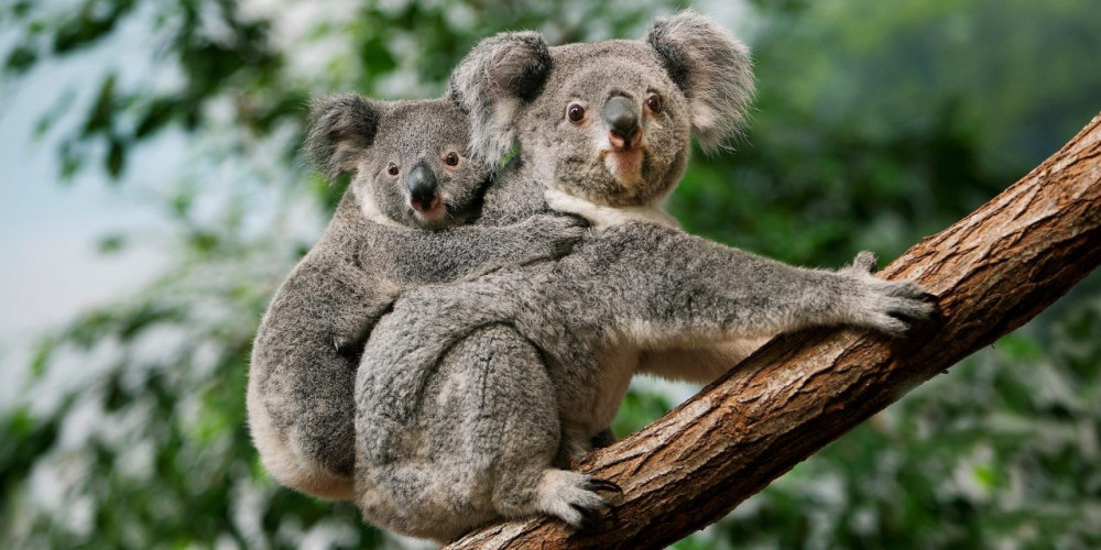 Mother-and-Baby-Koala-1280x640.thumb.jpg.cca8f0f68b0e85598d301810e912c199.jpg
