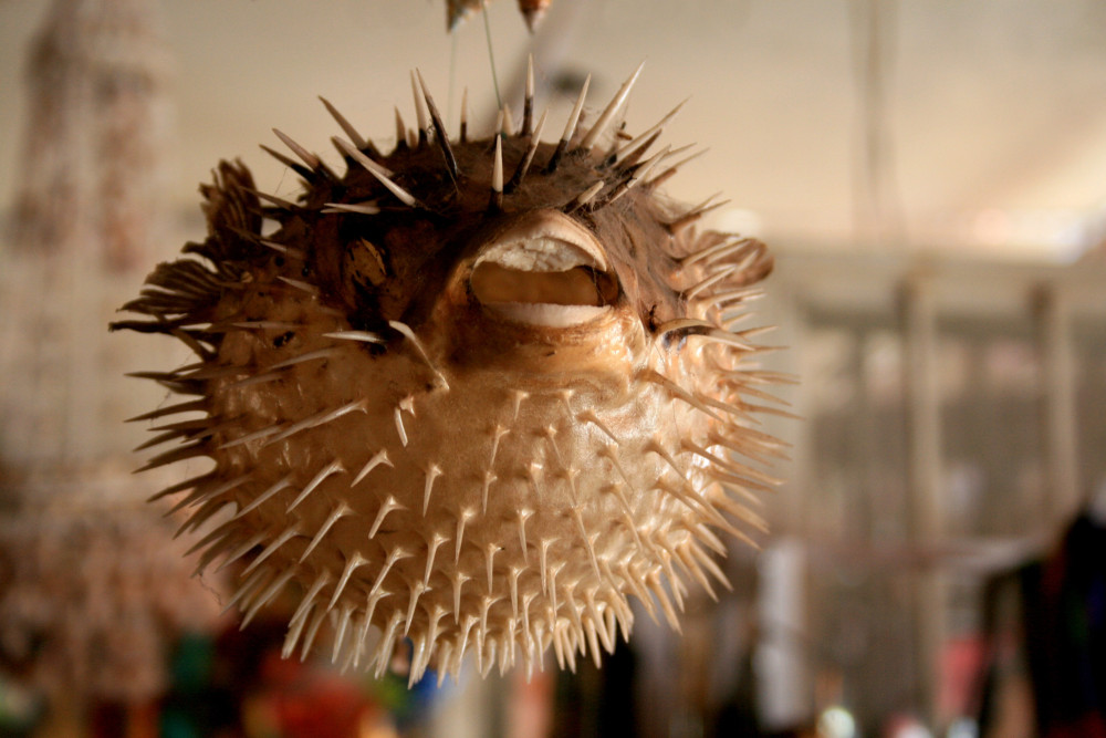 beach-sea-flower-animal-decoration-food-866259-pxhere.com_.thumb.jpg.1c2ff29d804f892c7f3f8ce7c4b10d6e.jpg