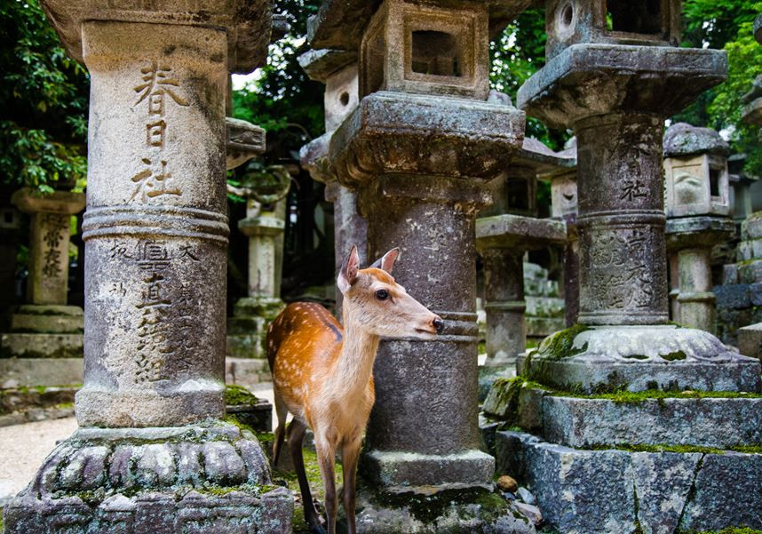 Nara.jpg.337c982a718f636208f60b321680c0d9.jpg