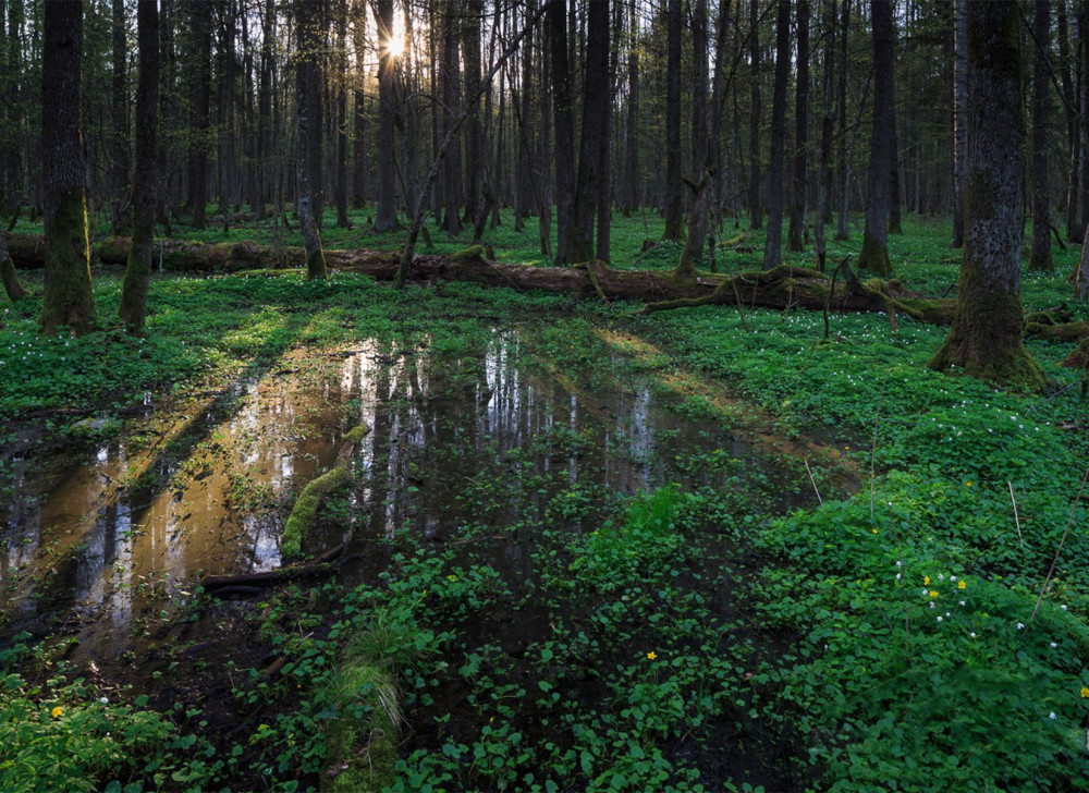 BIALOWIESKI.jpg