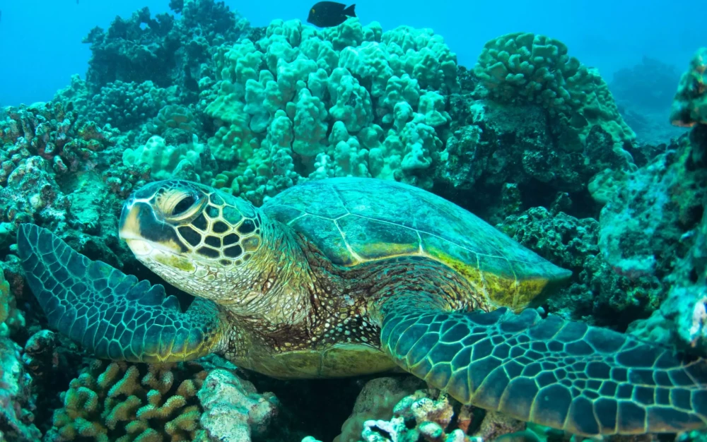Galapagos-Beagle-GoDive-scaled.webp