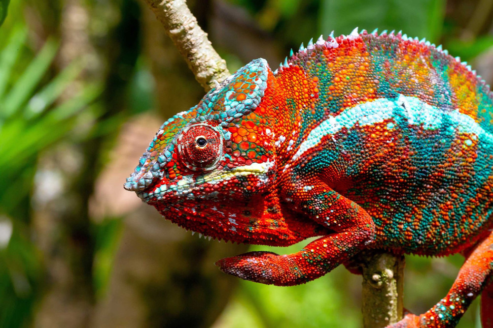 ambilobe-chameleon-scaled.jpg