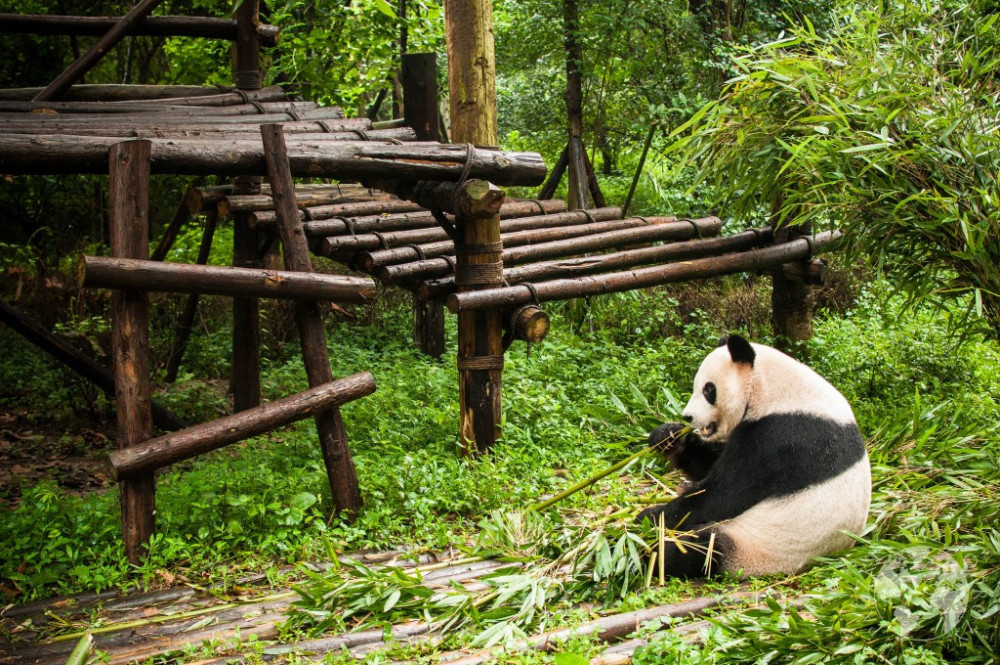 chengdu-1-1024x680.jpg