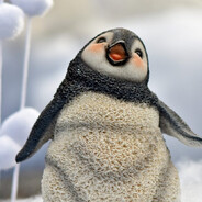 pignwindf