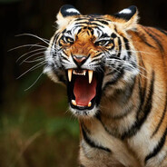 Tigerek :D