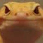 Gekonek_