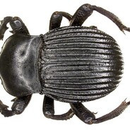 mqtiiisighma