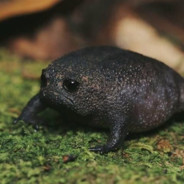 Frog04