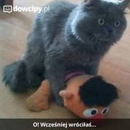 pavciowaty