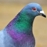 Pigeon