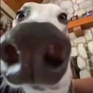 Grzanio