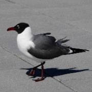 leklek