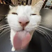 fiffish2