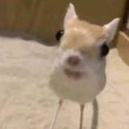 chlebak