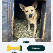 sopel1