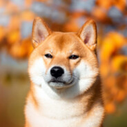 ml0dziutki