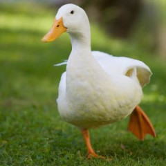 ElKaczor