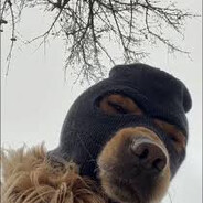 MAJKIBOSS9