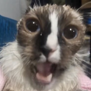 Arturito Barturito
