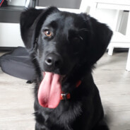 TOTO_TO_KOX