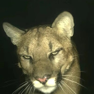 Mlodyzizi
