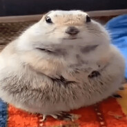 gfgdgd