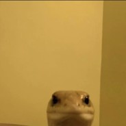 bohen