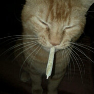 chudy477