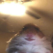 kamo