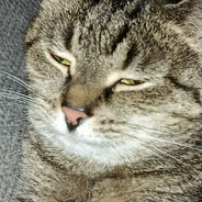 JadoPrawiczka