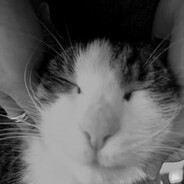 misiekk
