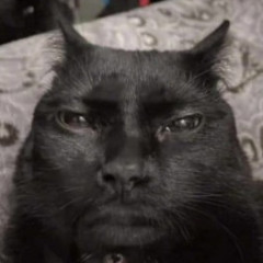Kansi