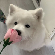 NugatGames