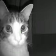 MEOW98