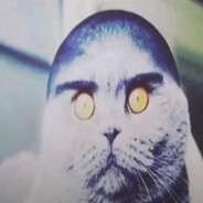 pawcio4545