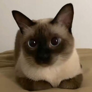 XQC_04