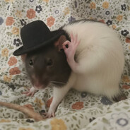 Ratatatatuj