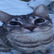 brn