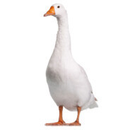 Gęś