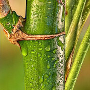 krzyscocobambo