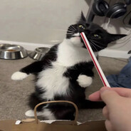 vikmeows