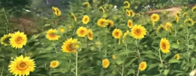 Screenshot_138.png