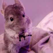 Chinchilla_Master